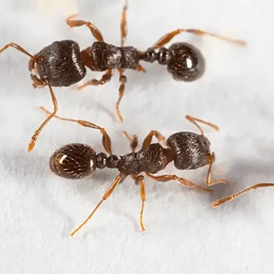 NC-types-of-ants