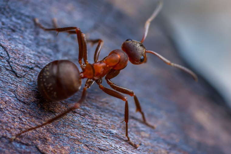 ants_ppm_article_-_main_1132_637px