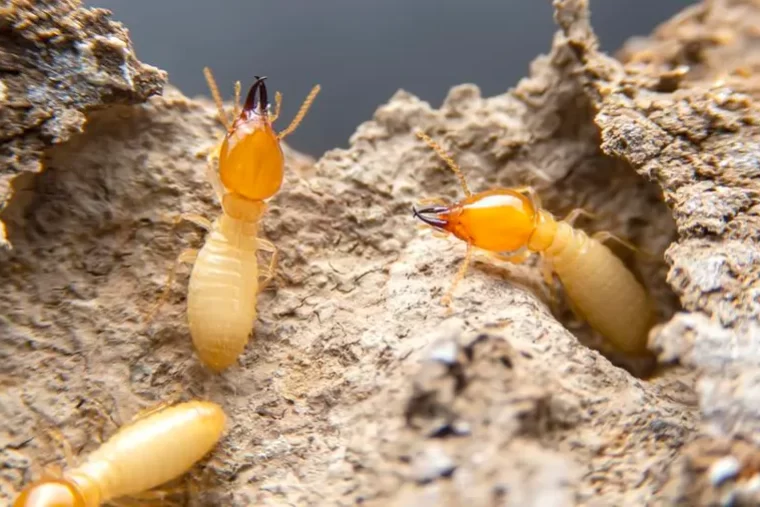 featured-image-termite.jpeg-1