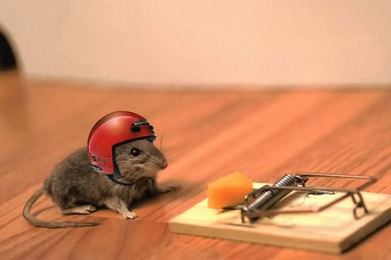 mouse_helmet_scaled