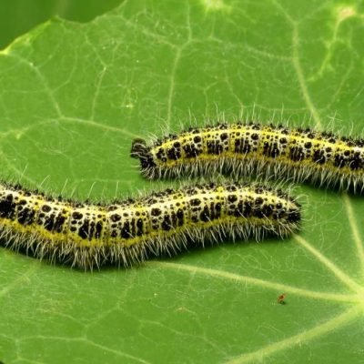organic-treatment-caterpillar