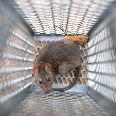 rat-caught-in-cage