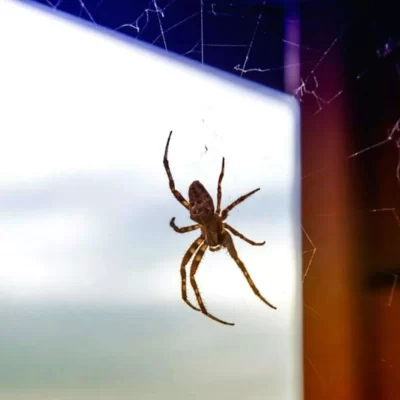 spider-sitting-in-web-near-office